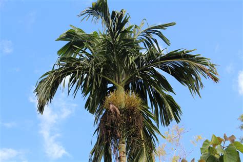 Areca palm and it's benefits | Stavern Blomstermakeri