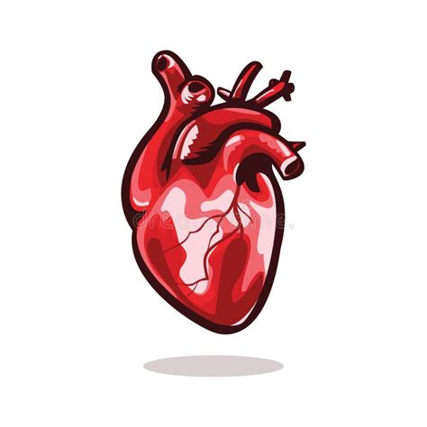 Coração Anatômico Isolado Órgão Muscular No Ser Humano Ilustração Do