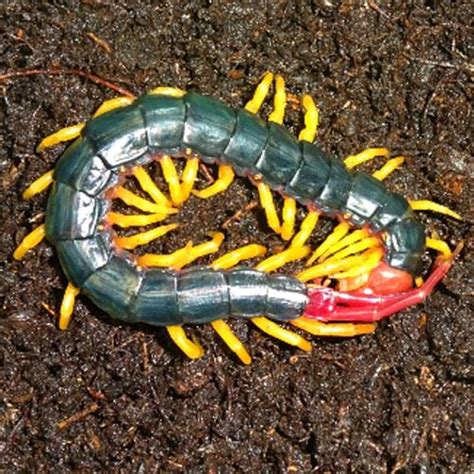 Amazon Yellow Leg Centipede