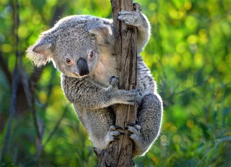 4 Images 1 Mot Koala Paresseux Koala Fond Décran Hd Arrière Plan