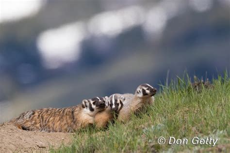 Don Getty Wildlife Photography Badger