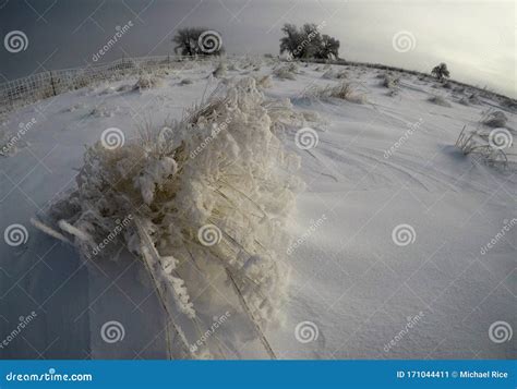 Frozen Wind Swept Fields And Trees In Colorado Winter Stock Image