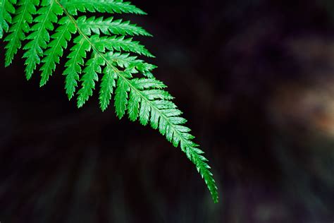 Fern Plant Leaf Wallpaper Hd Nature 4k Wallpapers Images Photos