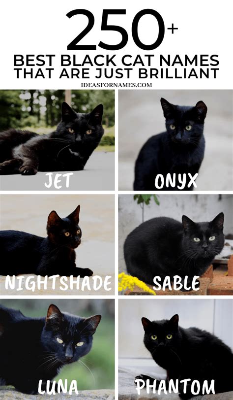 250 Best Black Cat Names That Are Just Plain Brilliant Ideas For Names