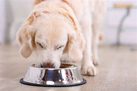 Dog food, as we know it, was invented in the 1930s, and dogs have been around much longer. Can My Pet Eat This? The Do's And Don'ts Of Human Food