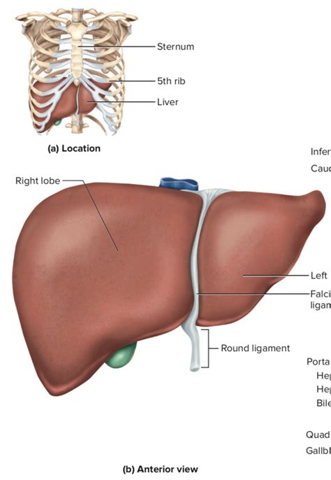 Every system in the body has organs that produce the necessary functions for life. Where is the human liver located? - Quora