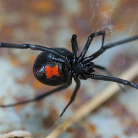 Spider Spotlight The Black Widow · Extermpro