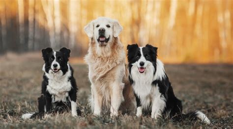 Border Collie Vs Golden Retriever Breed Differences And Similarities