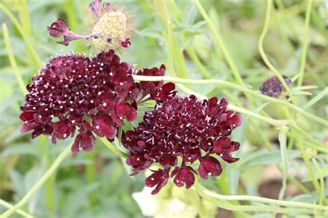 Scabiosa Plants Types And How To Plant And Grow Form Seeds Plantopedia