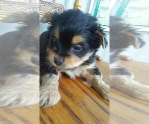 Check spelling or type a new query. View Ad: Yorkie-Poo Puppy for Sale near Ohio, MOUNT VERNON, USA. ADN-43817