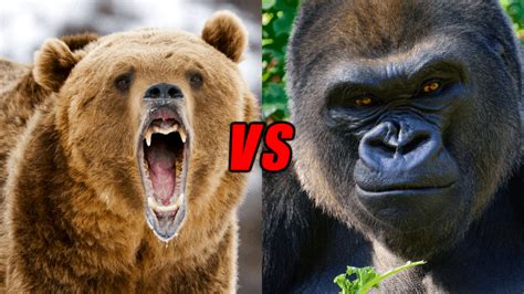 Grizzly Bear Vs Gorilla Who Would Win Animals Comparison 2022