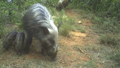 South African Wild Pigs Bush Pigs Kariega Game Reserve