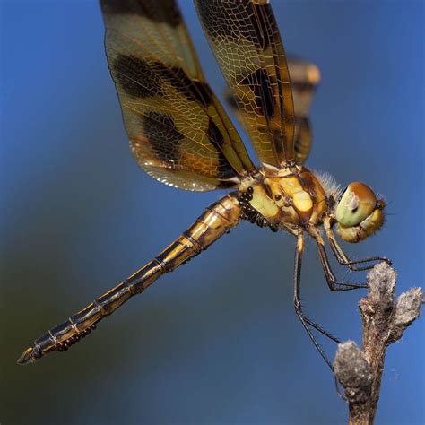 The asian giant hornet (vespa mandarinia), including the color form referred to as the japanese giant hornet, is the world's largest hornet. Looks like the mosquito population will be dropping in a ...