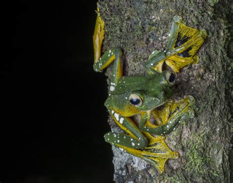 The Worlds Frogs Are Disappearing These Photos Show The Most Amazing