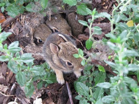 Baby Bunnies In My Backyard Baby Bunnies Animals Pets