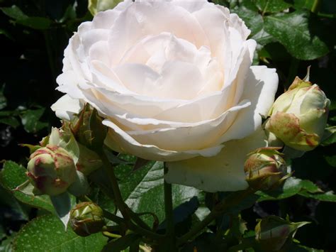 White Eden Rose Synoniem Palais Royal Klimrozen Of Als Heesterroos