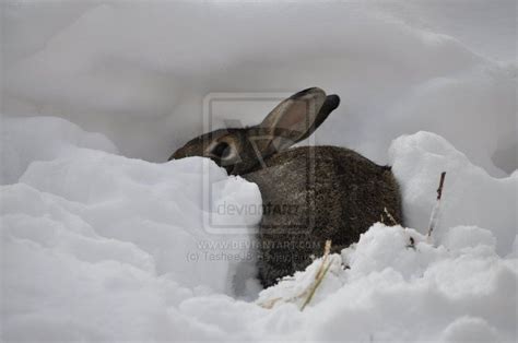 Bunny In The Snow Bunny Photo Photography