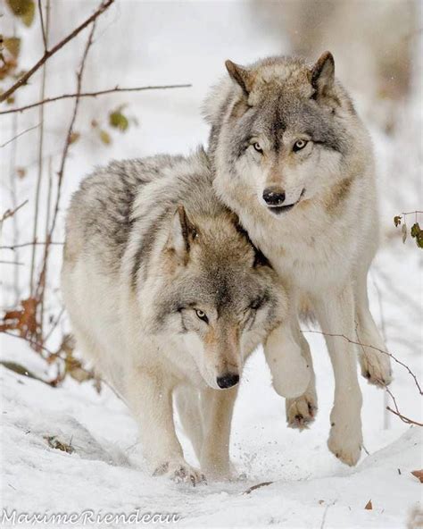 Cuddle With Wolves Wolf Photos Wolf Dog Animals Beautiful
