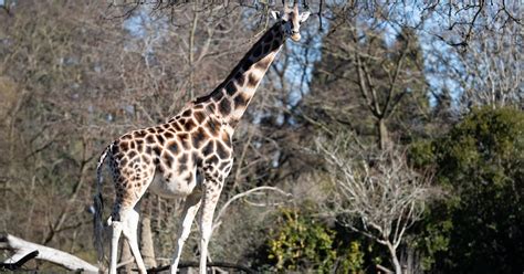 Birth Watch Begins For Pregnant Giraffe Olivia