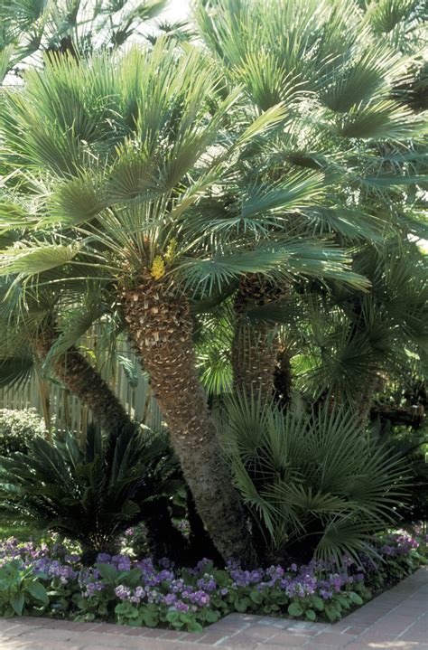 13 Best Small Trees For Patios Palm Trees Landscaping California