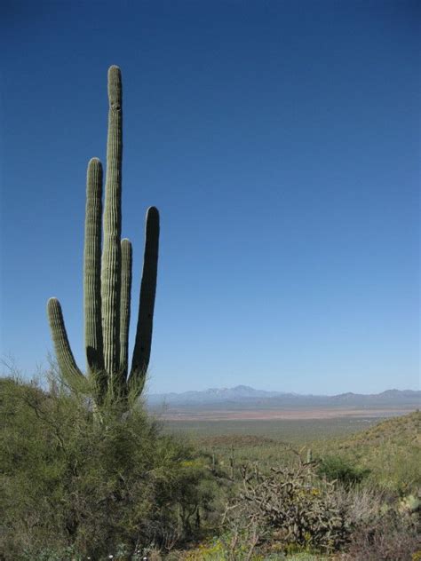 Sonoran Desert Sonoran Desert Favorite Places Cactus Plants