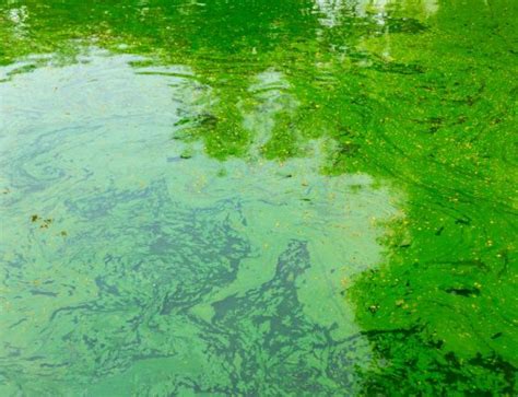 Blue Green Algae In Ponds Treating Cyanobacteria Harmful Algae Blooms