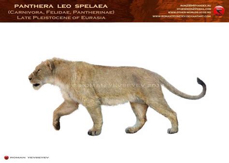 Eurasian Cave Lion Panthera Leo Spelaea Panthera Leo Prehistoric