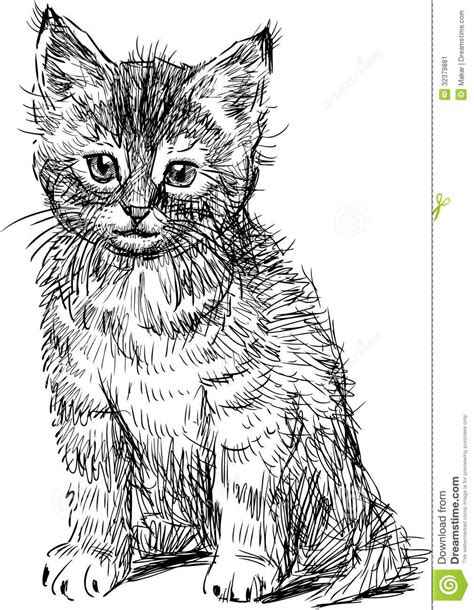 Sitting Kitten Stock Vector Illustration Of White Drawn