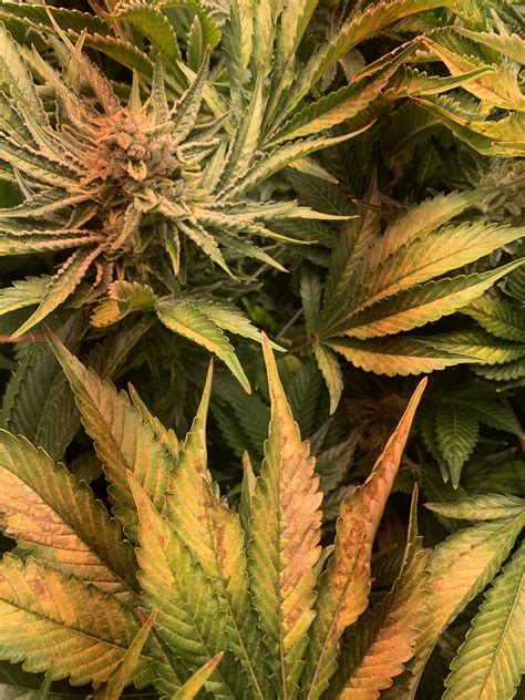 Light Burn Should I Harvest Thcfarmer Cannabis Cultivation Network
