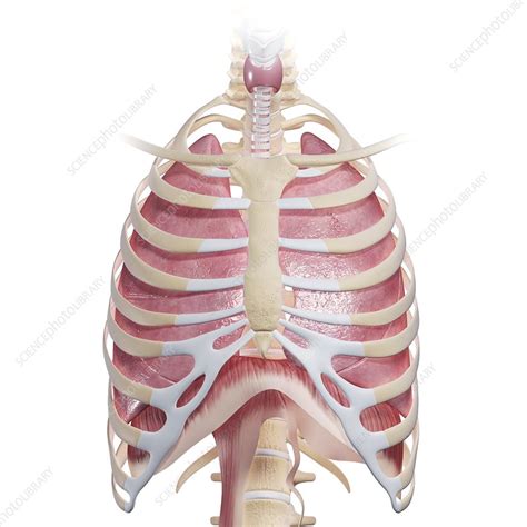 In this image, you will find part of the pectoral muscles mainly used in it. Chest anatomy, artwork - Stock Image - F006/1278 - Science Photo Library