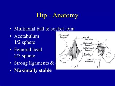 Ppt Hip Anatomy Powerpoint Presentation Free Download Id4699639