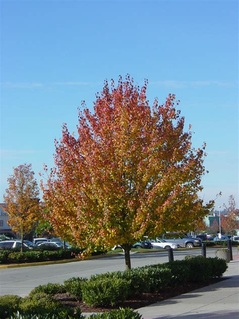 Pyrus Calleryana Redspirefall Redspire Flowering Pear Flickr