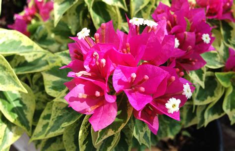 Bougainvillea plant the most beautiful ornamental vine with a flower colour for every occasion. Variegated Torch Glow Bougainvillea - Desert Horizon Nursery