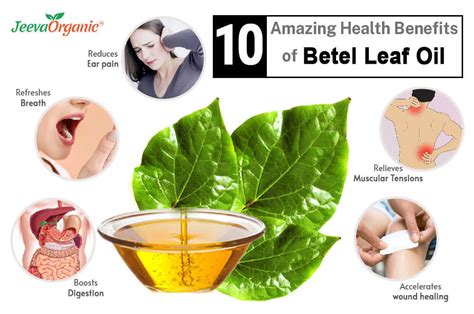 10 Amazing Health Benefits Of Betel Leaf Oil