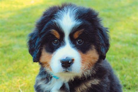 8 Facts To Know About The Bernese Mountain Dog Dogster