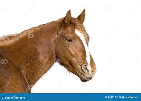 Isolated Horse Stock Photo Image Of Stable Animal Country 624312