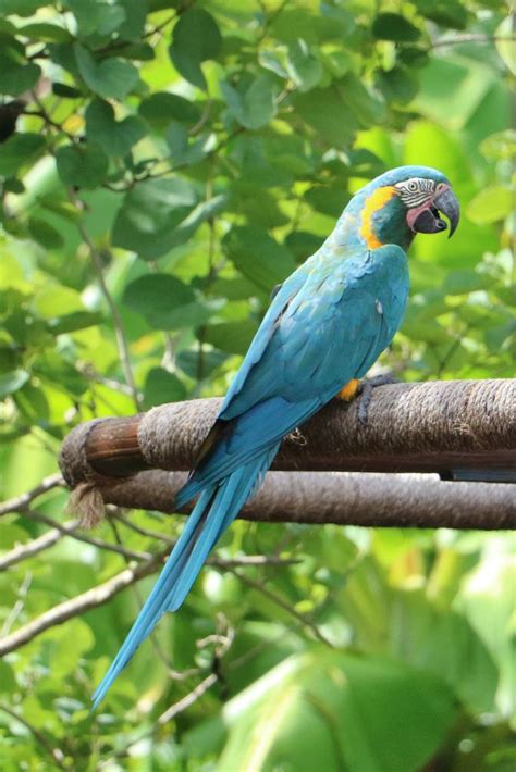 Blue Throated Macaw Ara Glaucogularis Critically