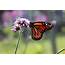 Scientists Look To Public Help Migratory Monarch Butterflies Bounce 