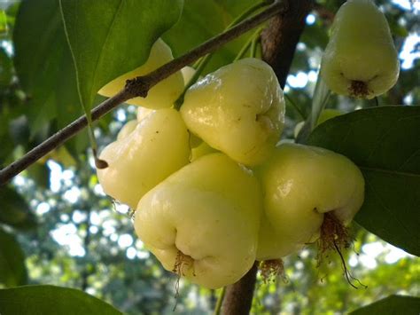 Diet What It Really Means White Jamun Wax Jambu Fruit