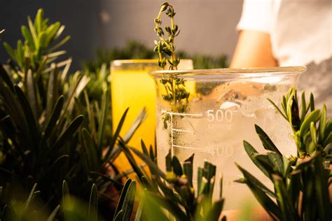 Kratom vs. Coffee: Exploring Similarities and Differences - Soulful Herbals