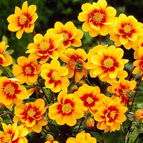 Observe the blooming of a star dahlia flower. Dahlia (Dalia) Sunshine 1 szt. | Cebule, kłącza i bulwy ...