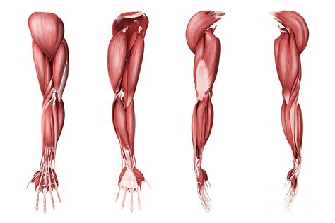 The erector spinae help to extend. Medical Illustration Of Human Arm Digital Art by Stocktrek ...