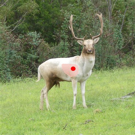 A Heart Shot Lung Shot Or Shoulder Shot For Deer Sporting Shooter