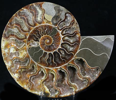 77 Cut Ammonite Fossil Half Agatized 32526 For Sale