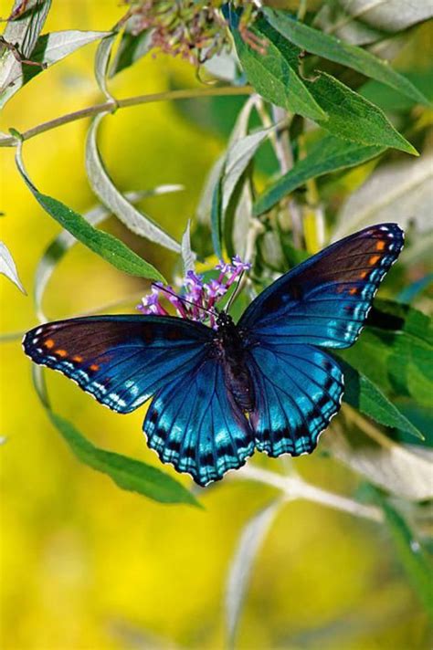 Photos De Papillons Papillon Bleu Grâcieux Papillon Butterfly