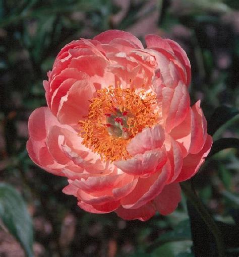 Everybody thought that but no one dared to say that aloud. Types of Peony Flowers