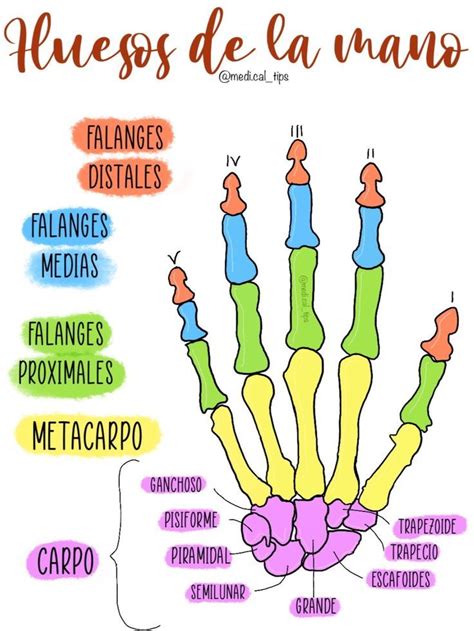 Huesos De La Mano Anatomia Del Hueso Huesos Anatomia Estudiante De