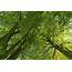Are Trees Sentient Beings Certainly Says German Forester  Yale E360