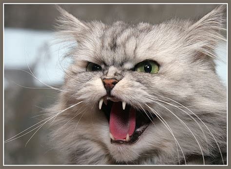 Kitty Not Like Teeth Fur Hiss Whiskers Snarl Ears Cat
