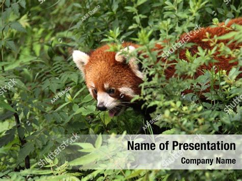 Conservation Portrait Of A Cute Panda Powerpoint Template